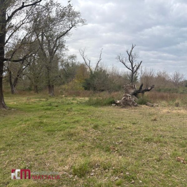TERRENO – 6,5 hectáreas - Imagen 3