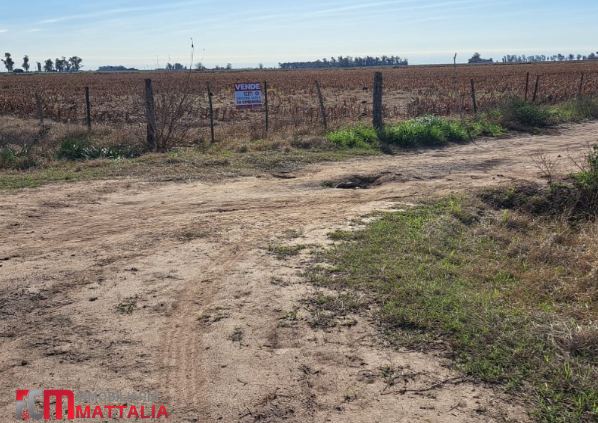 CAMPO - CENTENO
